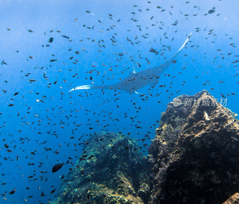 海洋蝠鲼(Manta birostris)游过清洁站珊瑚礁。在世界自然保护联盟的红色名单中，这些优雅的动物正在成为野外罕见的景象。